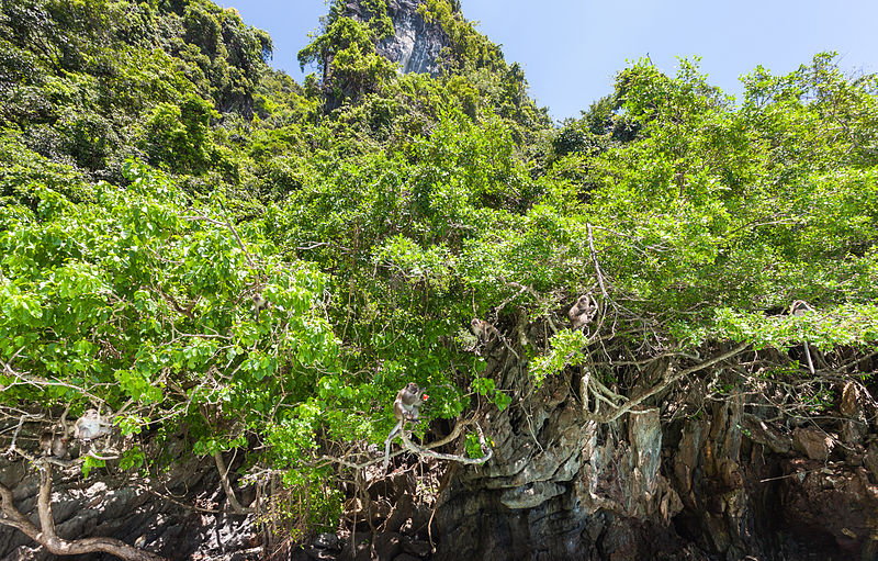 File:Isla Phi Phi Lay, Tailandia, 2013-08-19, DD 17.JPG