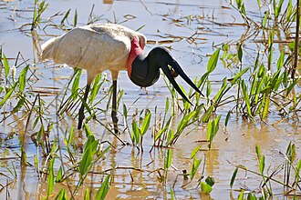 Modern Jabirus (Jabiru mycteria) feed on various small animals Jabiru (Jabiru mycteria) catching a big Apple Snail (Pomacea scalaris) (28750630322).jpg