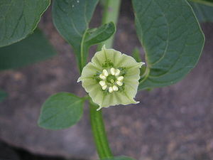 Yaltomata procumbens