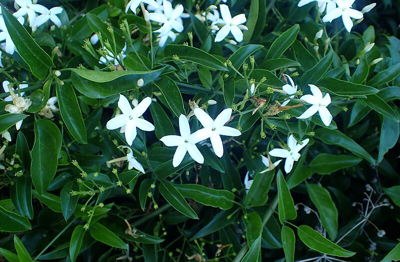 File:Jasminum azoricum kz2.jpg