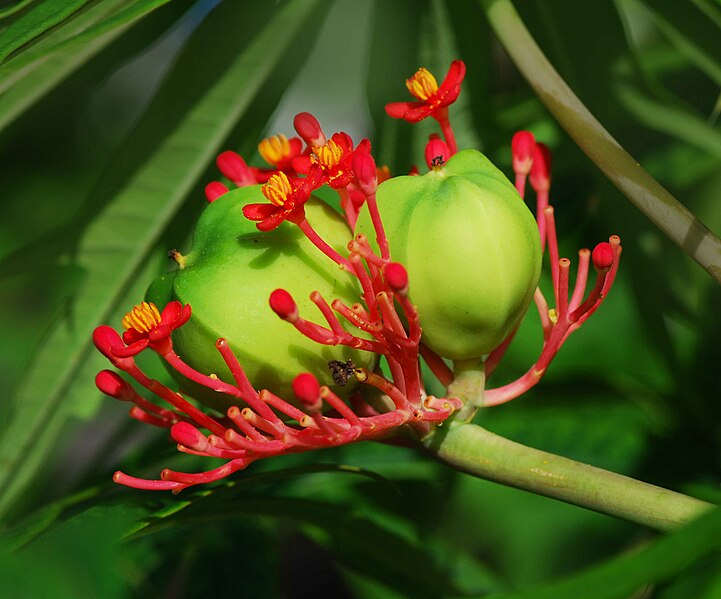 File:Jatropha multifida fr.jpg