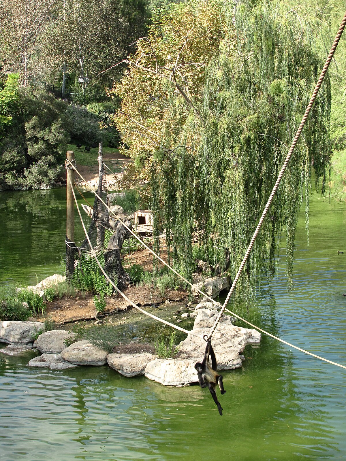 Jerusalem Biblical Zoo Wikipedia