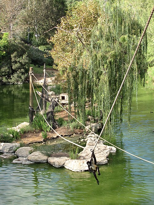 A black-handed spider monkey swings on a rope over the artificial lake at the zoo.