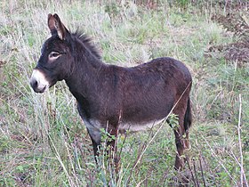 Burro dos Pirenéus no campus da Universidade Lille I.