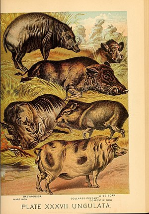 Johnson's household book of nature (Plate XXXVII) (7268666696).jpg