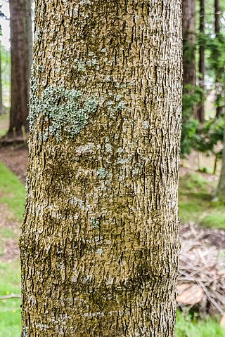 <i>Juglans australis</i> Species of tree