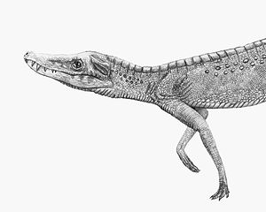 Junggarsuchus sloani