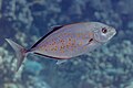 * Nomination Orange-spotted trevally (Carangoides bajad), Red Sea, Egypt --Poco a poco 01:37, 27 August 2023 (UTC) * Promotion  Support Good quality. --Tagooty 02:59, 27 August 2023 (UTC)