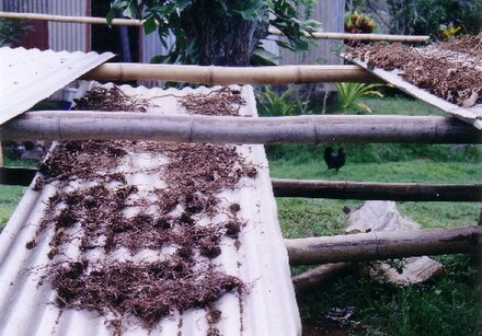 Kava root drying in Lovoni village, Ovalau, Fiji (2005)