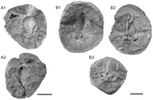 Phosphate nodules containing fossils of the Carboniferous Chimaera relative Kawichthys Kawichthys moodiei.png