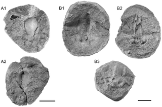 <i>Kawichthys</i> Extinct genus of cartilaginous fishes