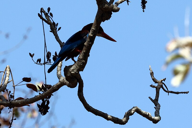 File:Kingfisher on the Tree.jpg