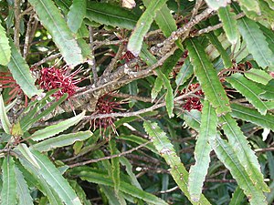 Knightia excelsa (foliage & flowers).jpg