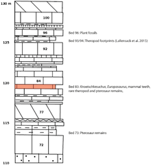 Location of Bed 83, the discovery site of K. langenbergensis, in the "Mittleres Kimmeridge" Knoetschke-2.png