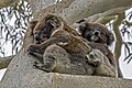 * Nomination Koalas (Phascolarctos cinereus) female and joey --Charlesjsharp 10:34, 8 January 2024 (UTC) * Promotion  Support Good quality. --Thi 12:12, 13 January 2024 (UTC)