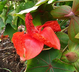 <i>Kokia drynarioides</i> Species of flowering plant in the mallow family Malvaceae