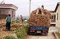 Garlic from a recent harvest being loaded onto a truck for transport to a distribution center in rural Goheung county, South Jeolla province, South Korea