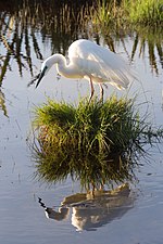 Thumbnail for Eastern great egret