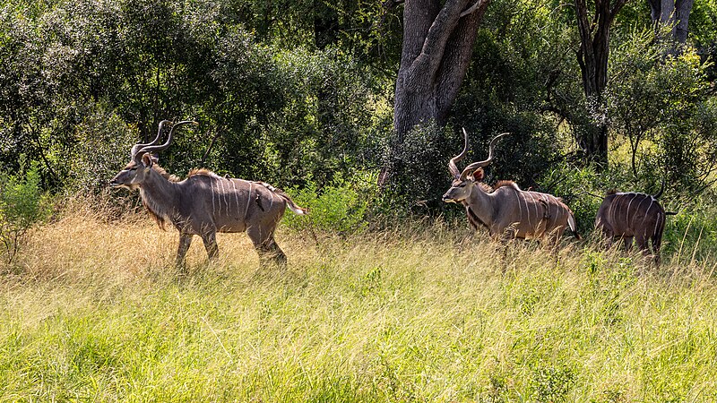 File:Kruger National Park (ZA), Kudus -- 2024 -- 0337.jpg