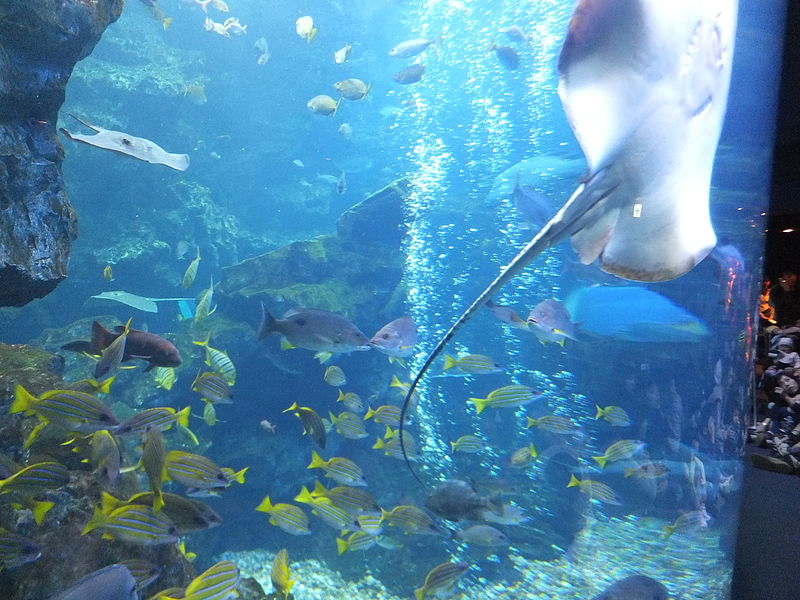 File:Kyoto Aquarium in 2013-5-2 No,47.JPG