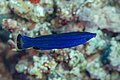 * Nomination Four-line wrasse (Larabicus quadrilineatus), Red Sea, Egypt --Poco a poco 04:46, 12 July 2023 (UTC) * Promotion Good quality. --Аныл Озташ 10:12, 12 July 2023 (UTC)