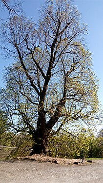 Arbre remarquable.