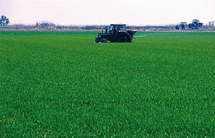 Sant Jaume d'Enveja (Montsià), 11 de juny de 2003