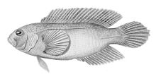 Labracinus cyklophthalmus.jpg