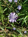 Lactuca sibirica