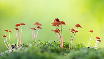 Ladybugs foraging on Chinese cap mushrooms. 1.50 , SD 2.82