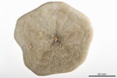 File:Laganum depressum tenue - ECH-000101 hab-ven.tif (Category:Echinodermata in the Natural History Museum of Denmark)