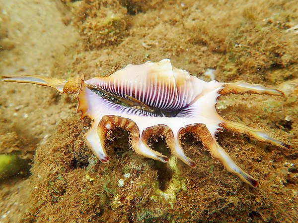 A live scorpion conch (Lambis scorpius) in Mayotte. One can see the eyes as well as the scythe-shaped operculum.