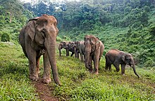 Image shows six elephants in a Lao jungle. The nature is bright green.