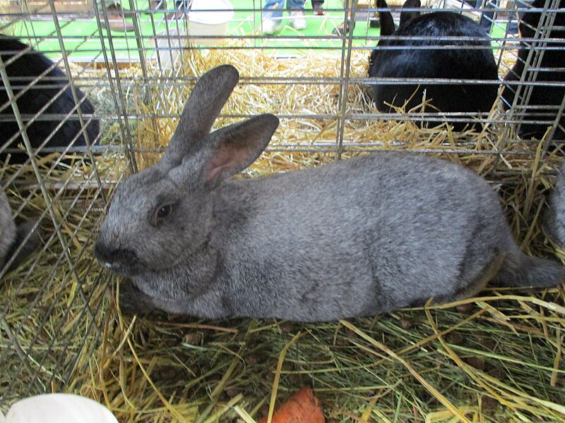 File:Lapin argenté de Champagne 2019.jpg