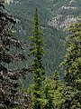 Larix occidentalis