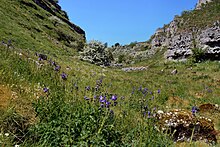 File:Lathkill_Dale,_Jacob's-ladder_(1).jpg