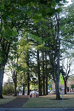 Laurelwood Park (Portland, Oregon).jpg