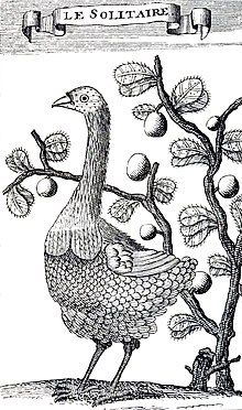 Engraving of a female Rodrigues solitaire in front of a bush