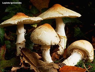 <i>Lepiota ignivolvata</i> species of fungus