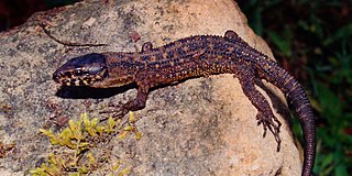 <i>Lepidophyma sylvaticum</i> Species of lizard