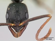 Leptogenys elongata casent0178786 бас 1.jpg