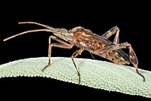 Leptoglossus occidentalis MHNT Profil.jpg