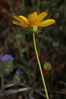 Leptosyne bigelovii 7751.JPG