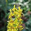 Ligularia alatipes