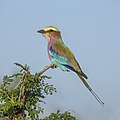 120 Lilac-breasted roller (Coracias caudatus) Kruger uploaded by Charlesjsharp, nominated by Charlesjsharp,  15,  0,  0