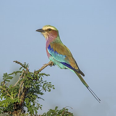 Coracias caudatus (Lilac-breasted roller) Kruger National Park, South Africa