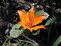 Lilium bulbiferum