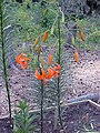 Lilium davidii