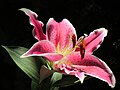 * Nomination: Lilium auratum --3BRBS 01:28, 16 May 2014 (UTC) * Review  CommentPlease correct the CAs and noise--Uoaei1 06:26, 16 May 2014 (UTC) CommentDon't know how to do so, If someone could help, it would be awesome! --3BRBS 20:23, 17 May 2014 (UTC)