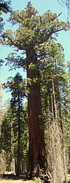 Lincoln Tree (July 2007) Lincoln Redwood Tree.jpg